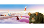 به گزارش رکنا، یک پرواز خطوط هوایی سریلانکا هفته گذشته پس از مشاهده شدن...